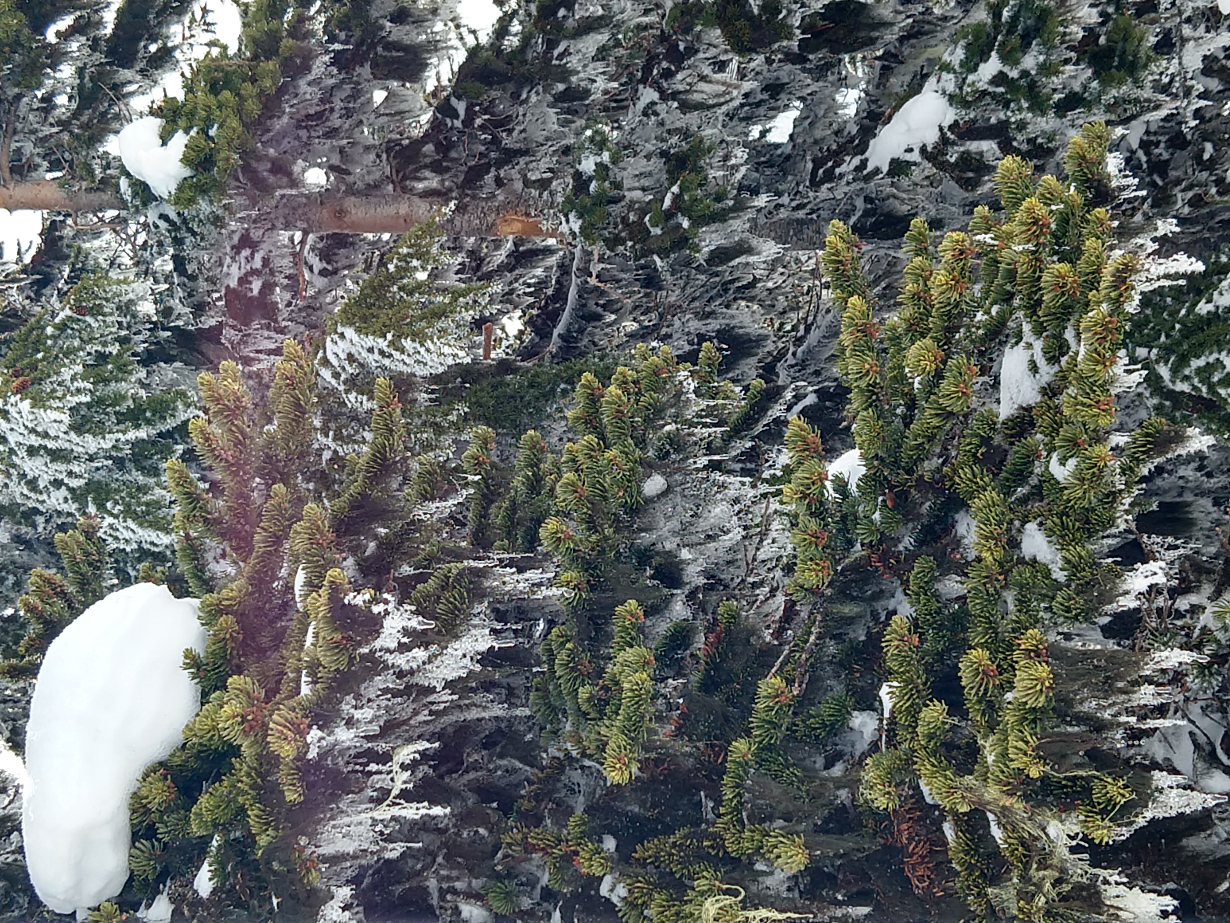 Interpretive forest!